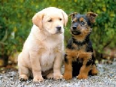 dogs.jpg